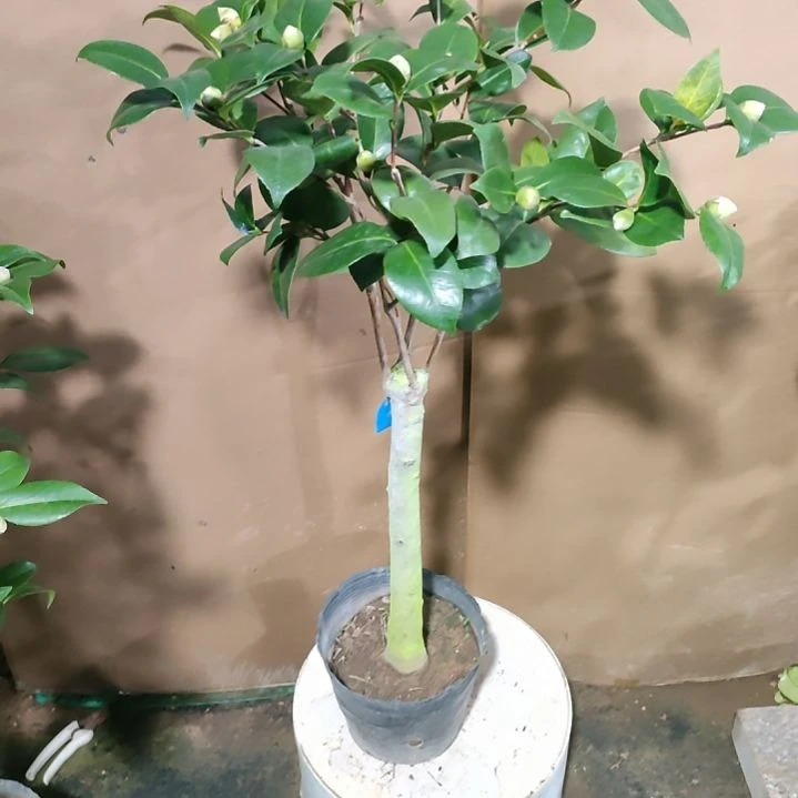 129宽彩带，原盆原土发货，不包邮