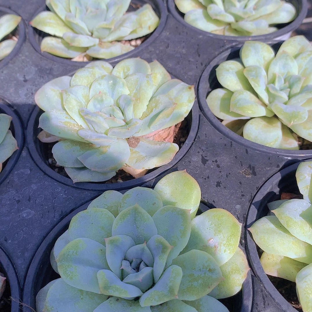 泡泡纱裙4567889999