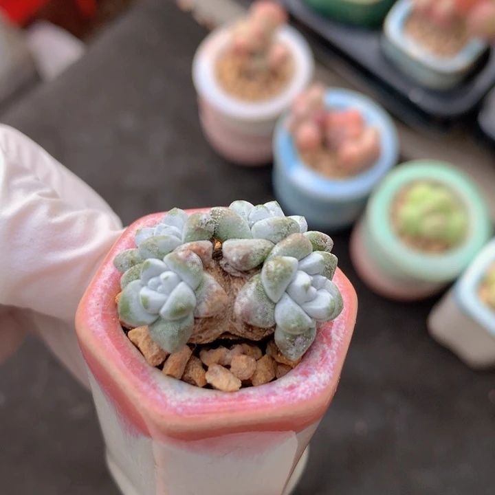 035 实生宽叶白菊 木质老粗桩 不低于7年龄