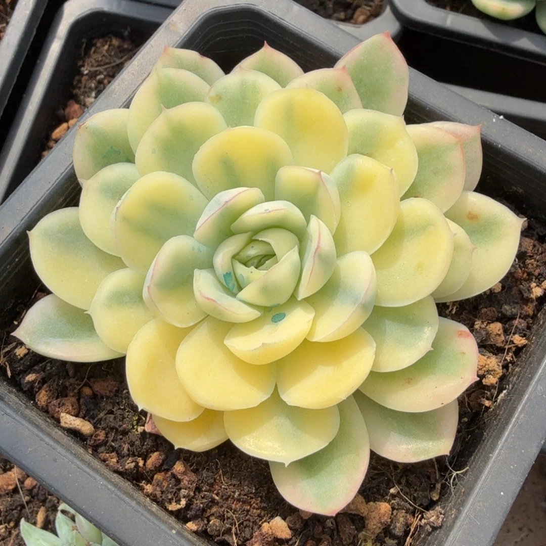 彩姐红花脸锦一盒的锦