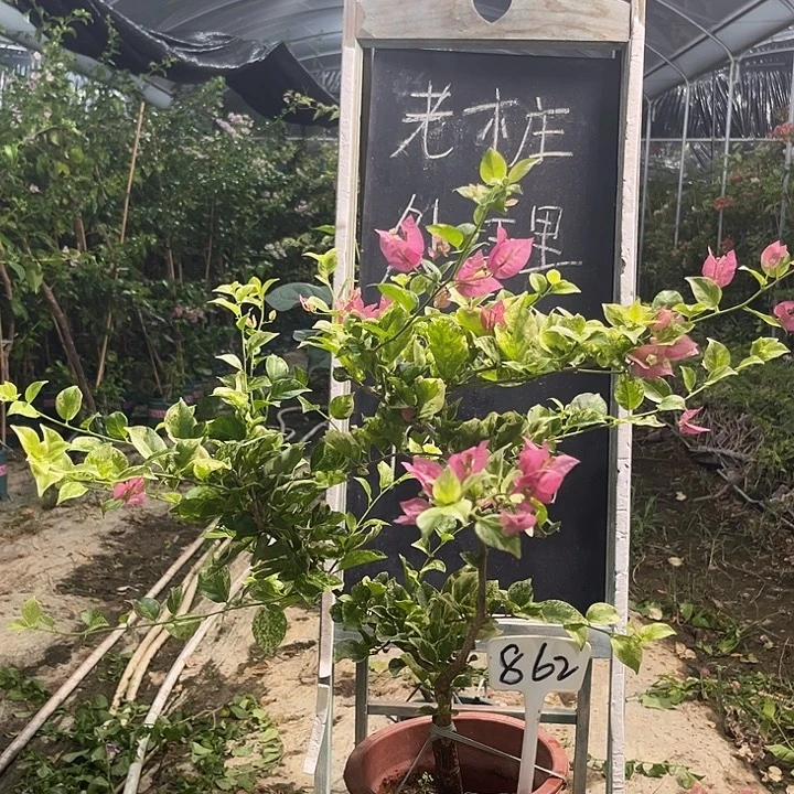 无花朵三角梅三角梅862