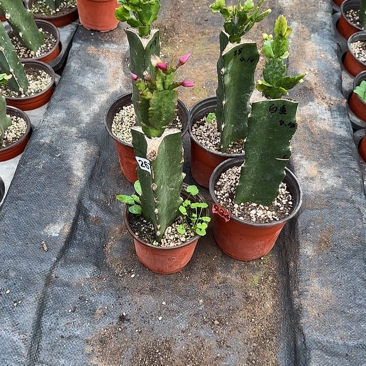 267嫁接蟹爪兰：028+038+白重+桑吉塔