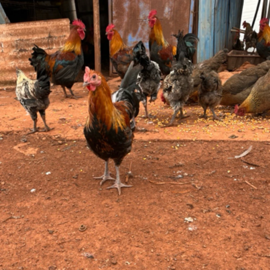 云南高山散养本地土鸡