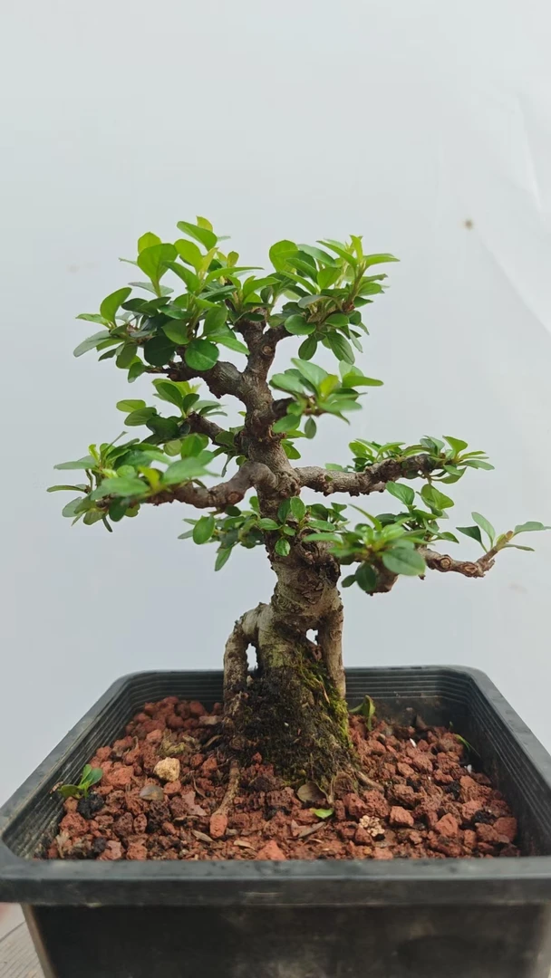 红花大果荀子老桩二