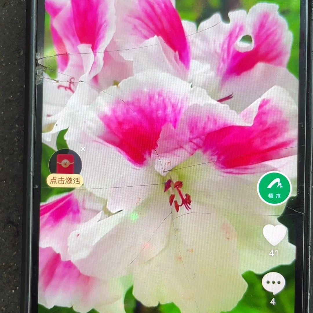 蝴蝶梅夏洛特无花苞发货