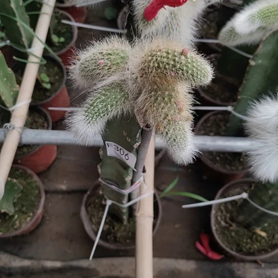 用***2无花朵306一颗白毛脱土发货
