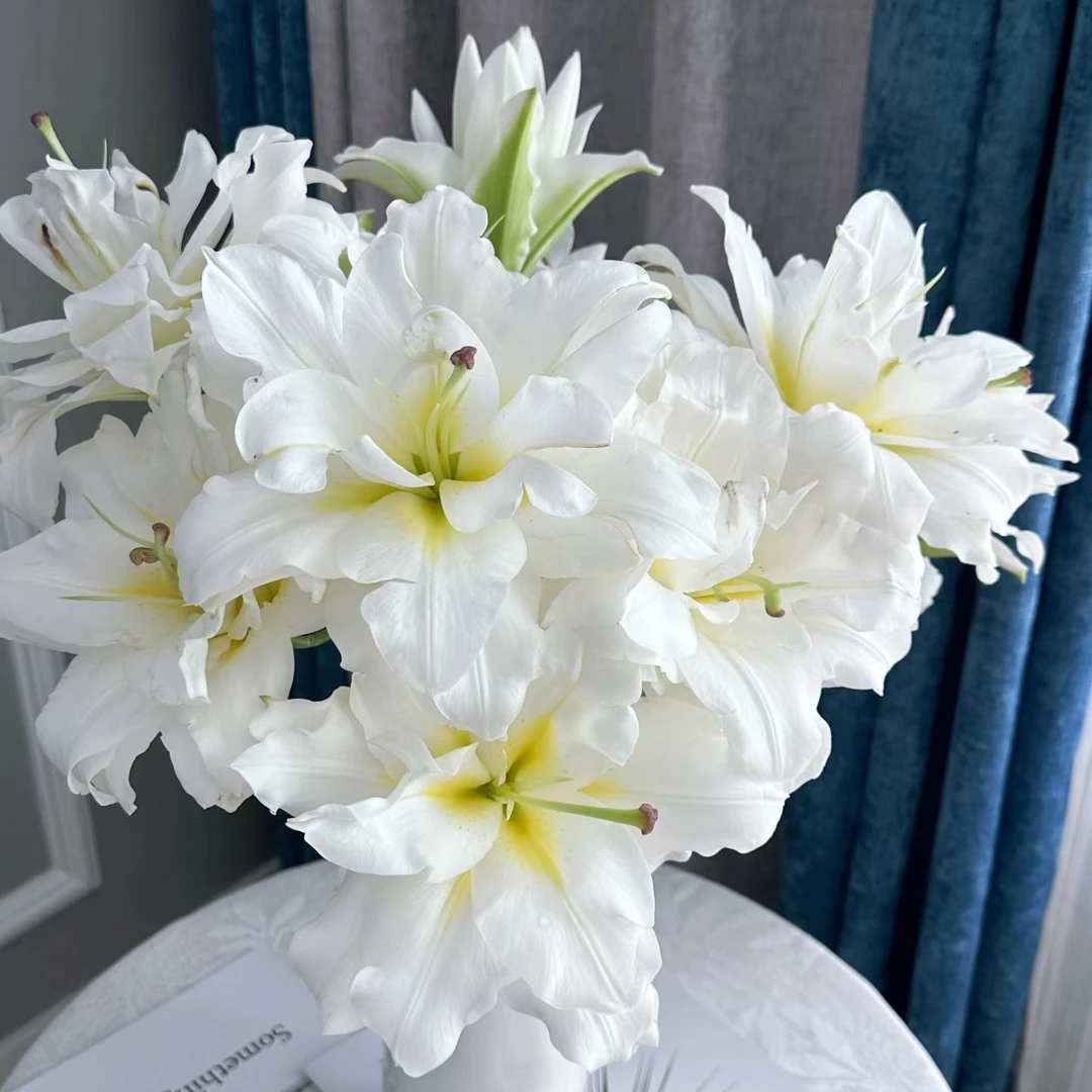 【暴风雪重瓣香水百合】梦幻白色重瓣浓香东北百合基地发货凌源百合