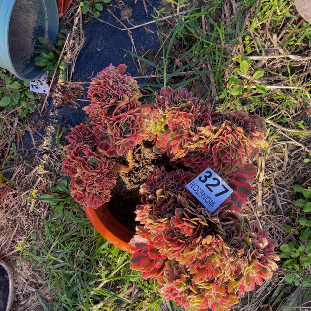 粉女巫法师缀5-22外