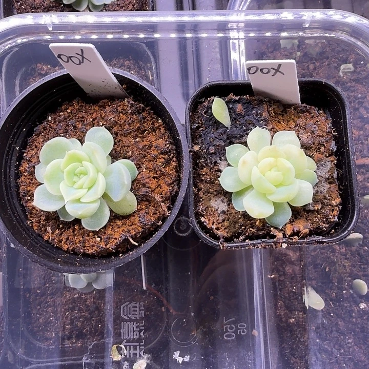 凌凌香随机单头一颗