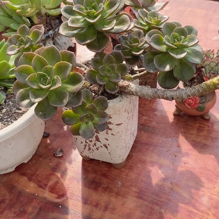 巧克力老桩整无砍