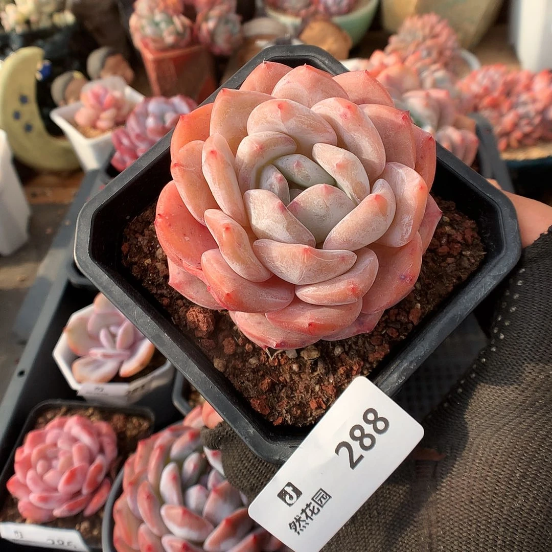 288雪天使多肉植物6666