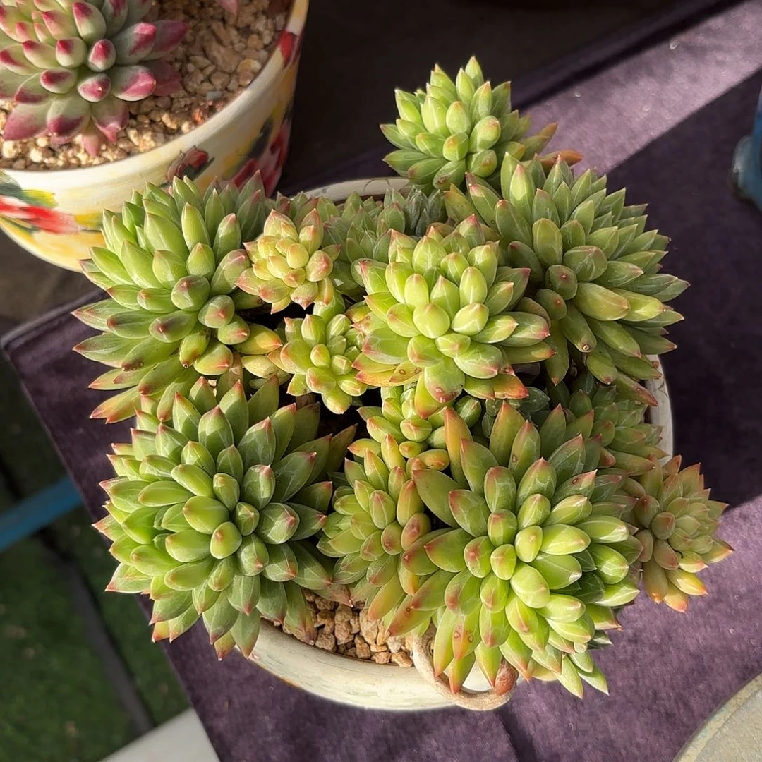 星际迷航脱土包邮