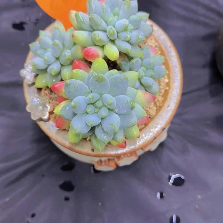 ****ぷ807多肉植物一物一拍