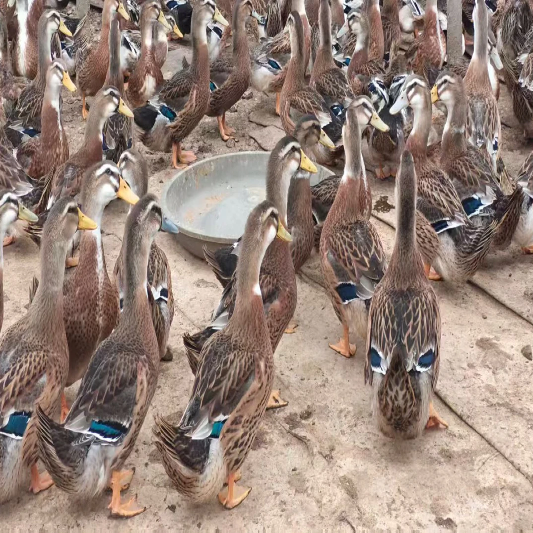 广西横县农家生态放养麻鸭180日龄五谷杂粮喂养喂养