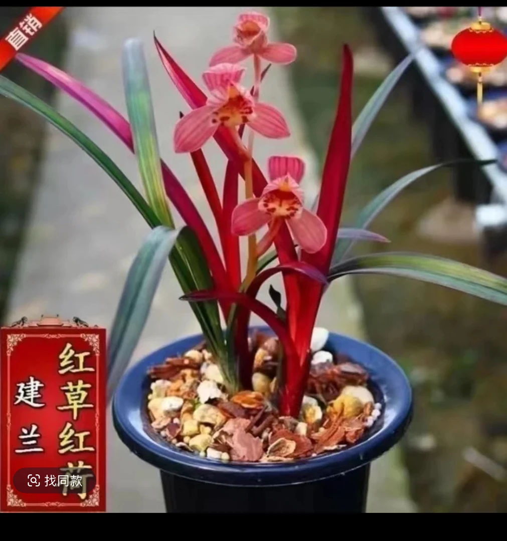红草红荷建兰铭品浓香型兰花盆栽四季好养花卉绿植
