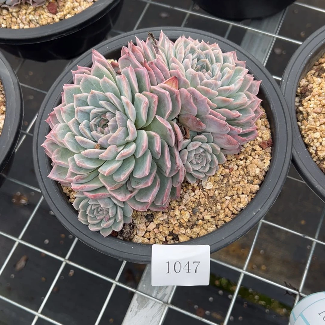 精*豆1047肉肉肉肉肉肉