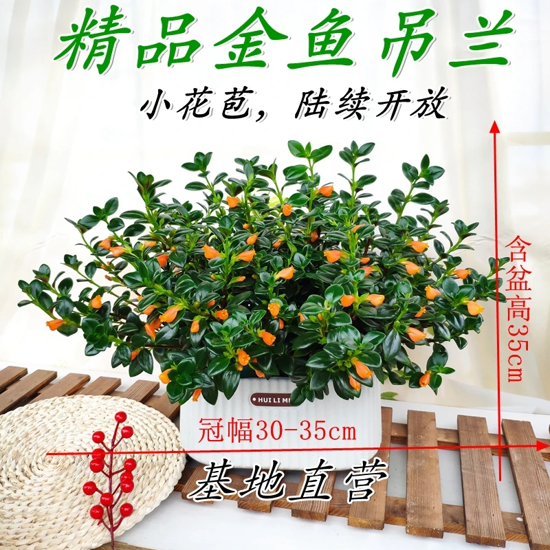 秋季新品金鱼吊兰雅雯盆带花苞室内外好养植物阳台四季常青花卉