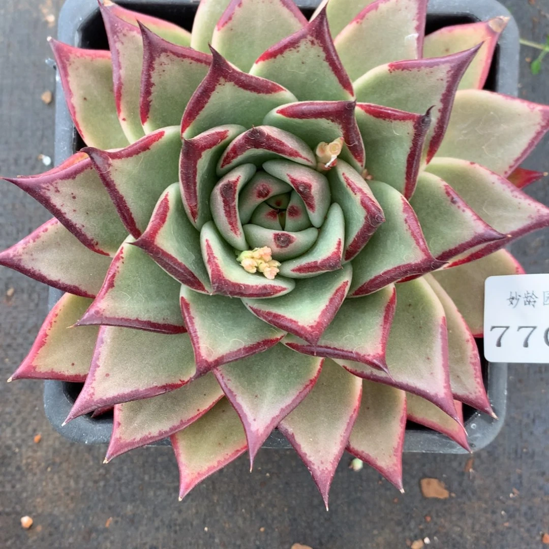 7706杂交多肉老桩