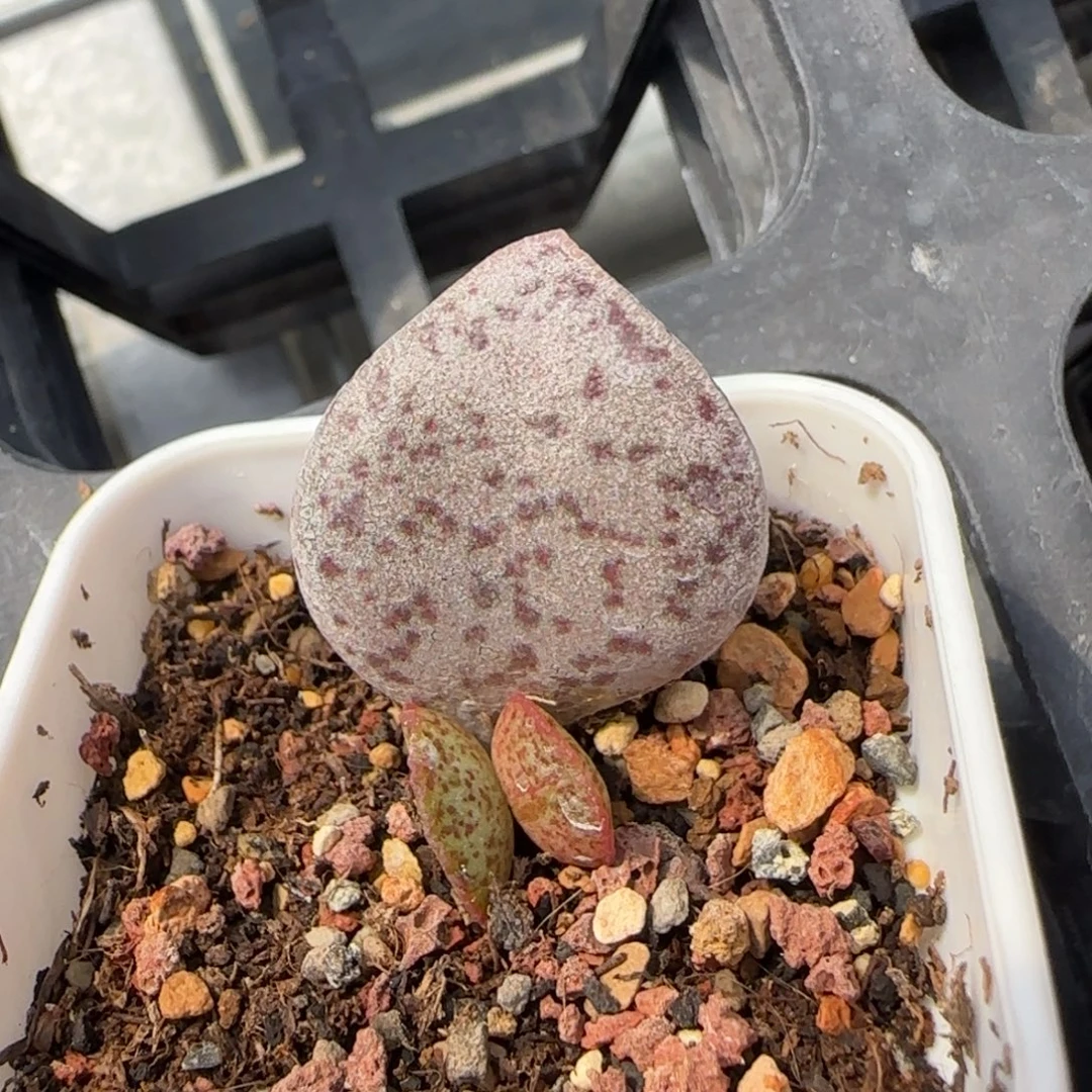 芝麻蛋水泡多肉植物