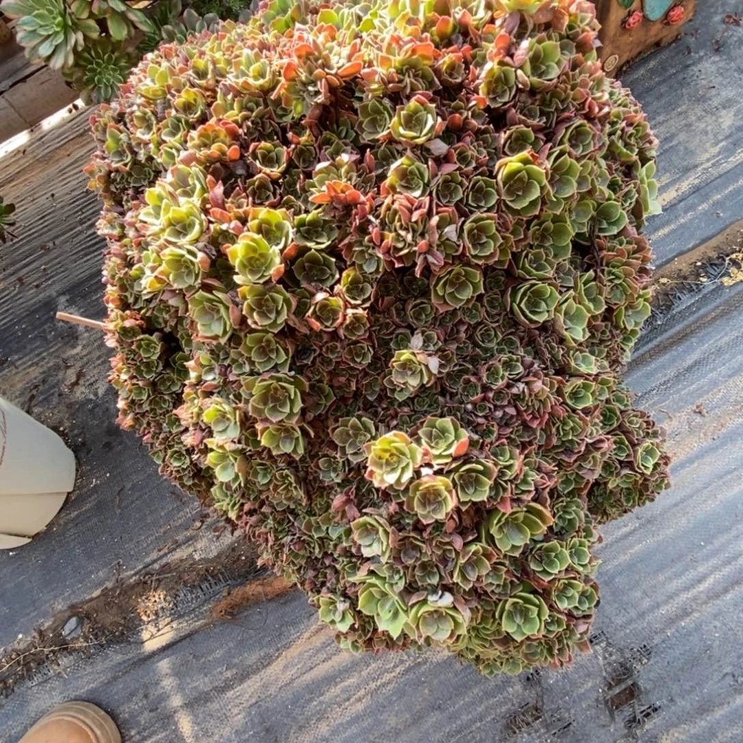 无花朵玫瑰朵朵缀
