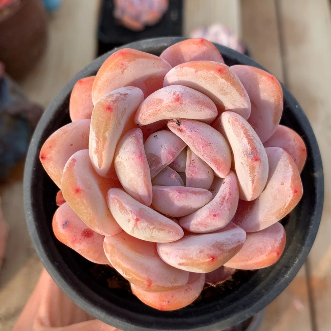 奶盖单头 老桩 6.5cm