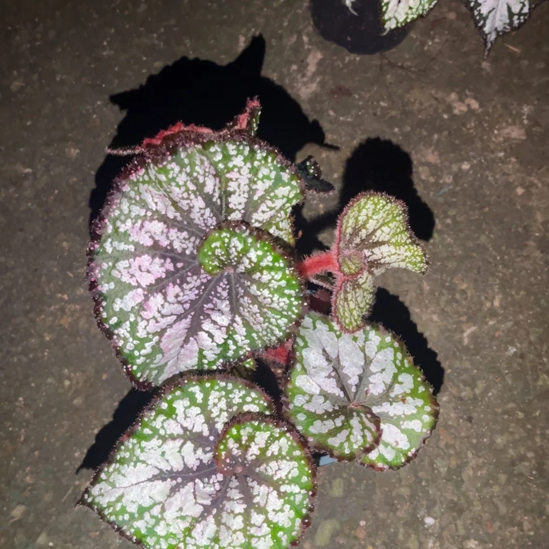 以实际为准7368 泰国杂菜（捡漏价无售后）