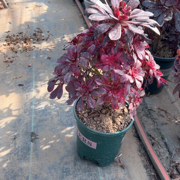 17香奈儿多肉多肉多肉多肉