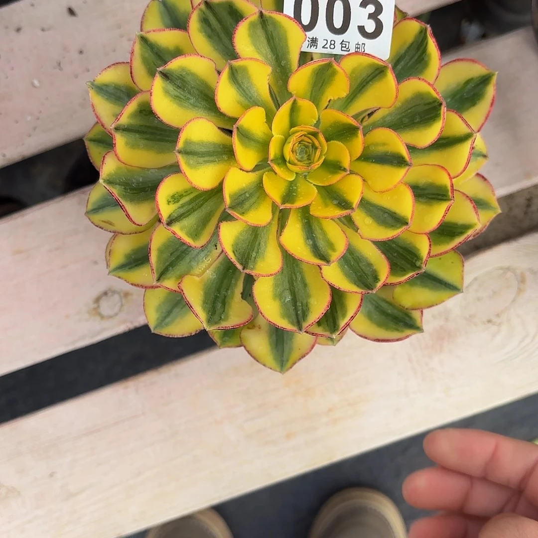 不**啥带盆土发货003