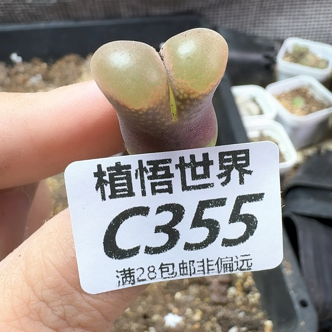 多肉植物的润泽发发