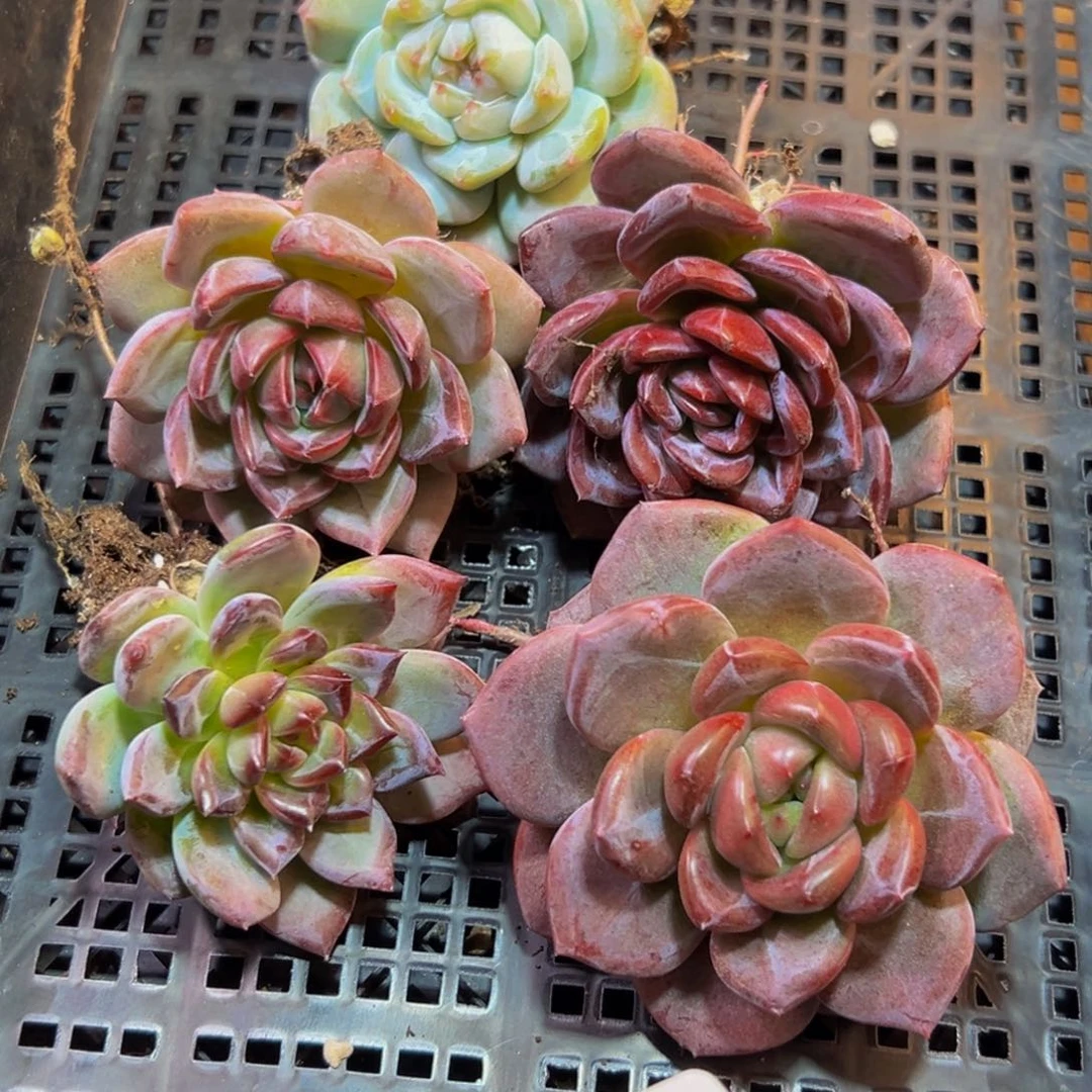 308多肉葡萄的价格是多少啊哈哈笑