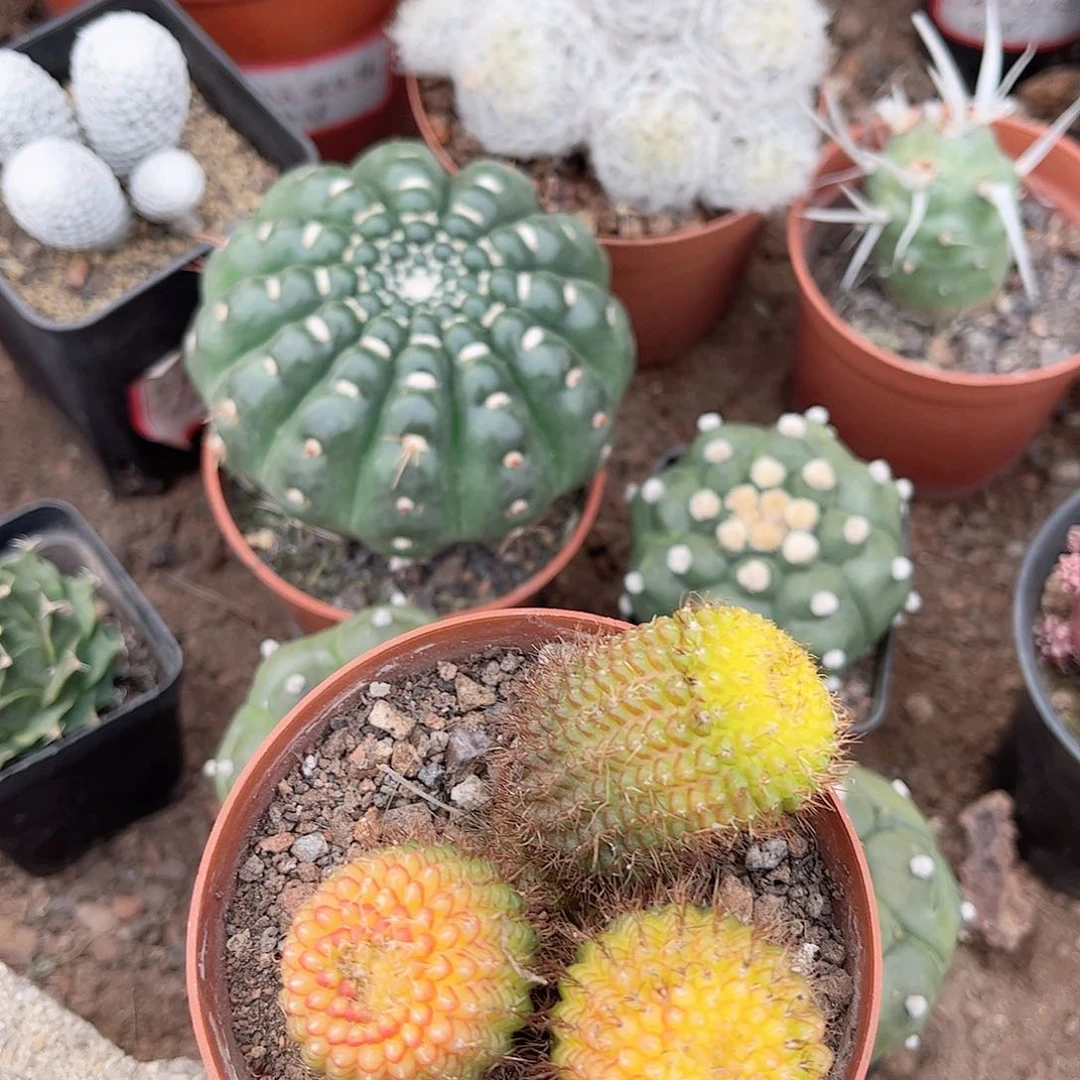 蜈蚣丸一一一一一一