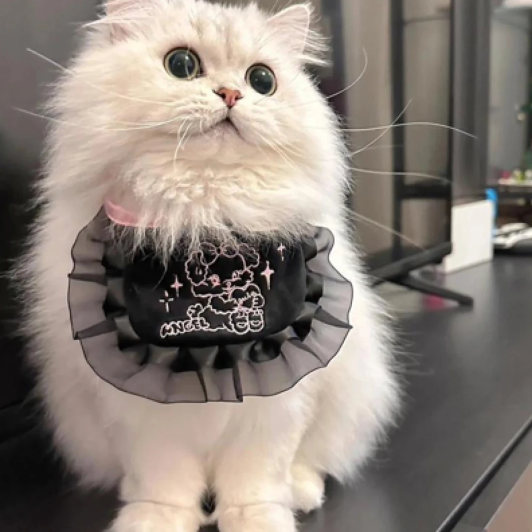 宠物猫活体幼猫金吉拉重点色布偶猫一物一拍