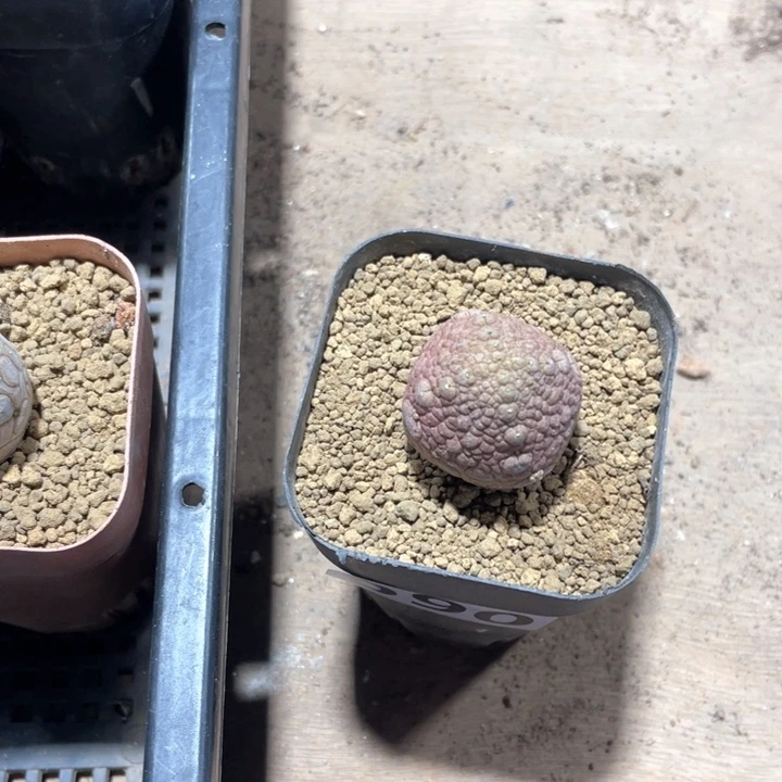 纯****眼590凝提玉仙人球