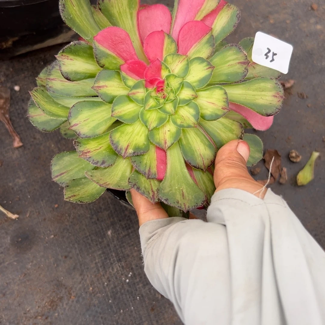 肉**多35知否多肉植物系