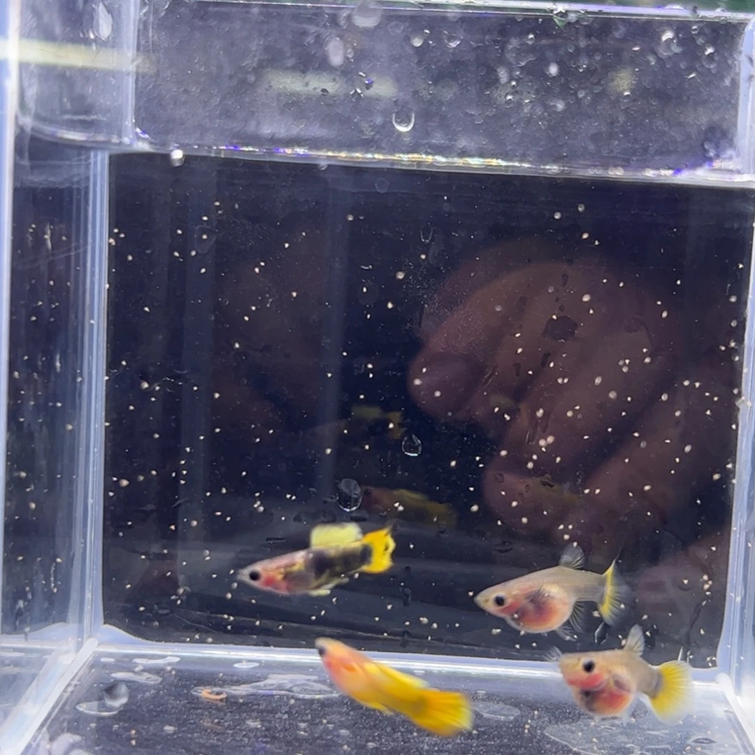 海水鱼金葵花 111111111111111