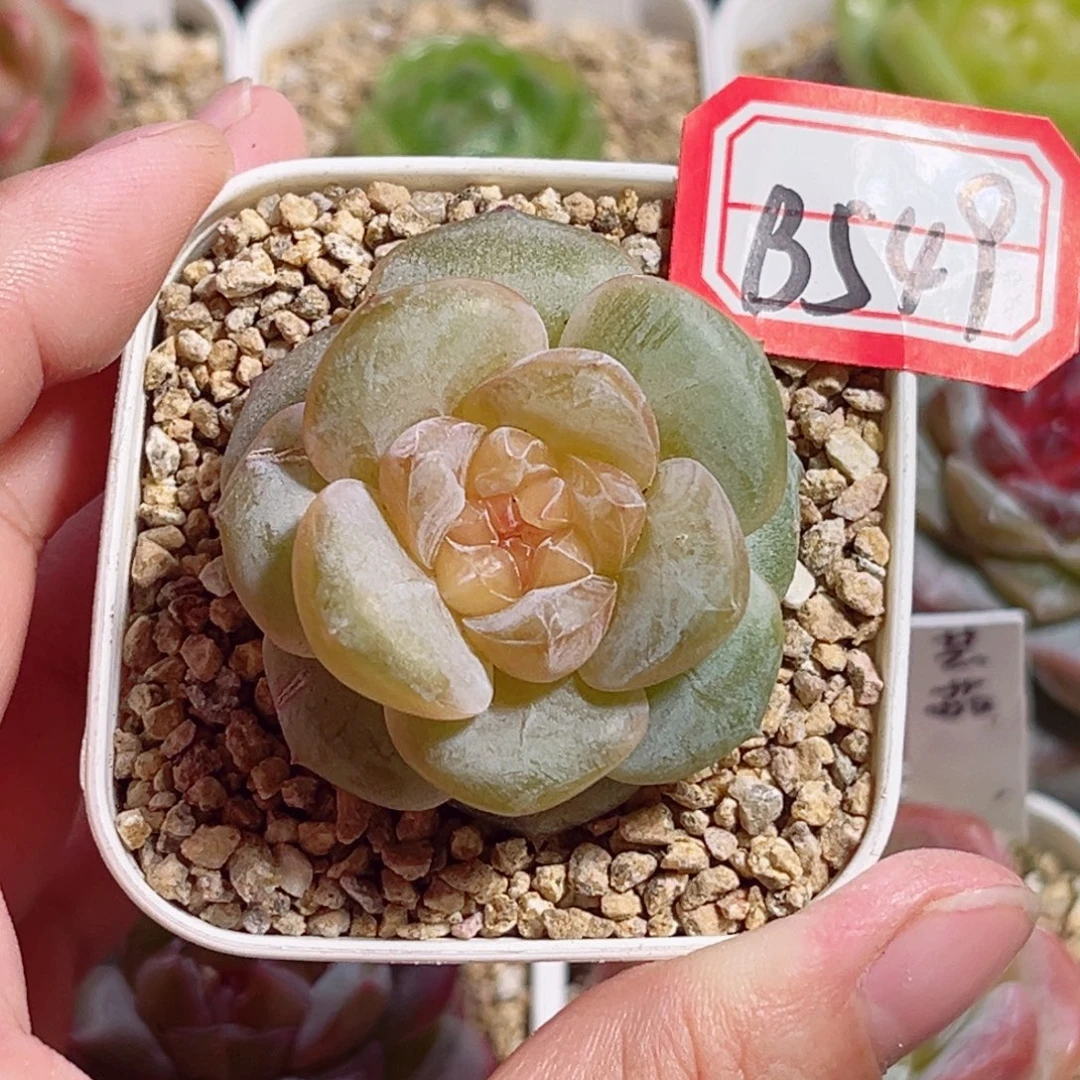 B549 一物一拍 无名