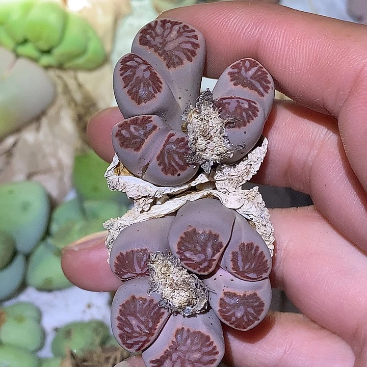精品多肉植物精品多肉