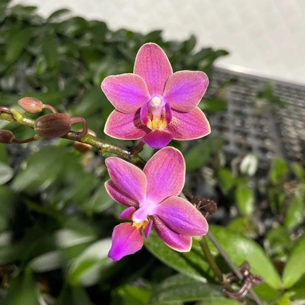 2.5寸  斑叶小香花-苗【叶微瑕、剪过梗】 原生趣味兰