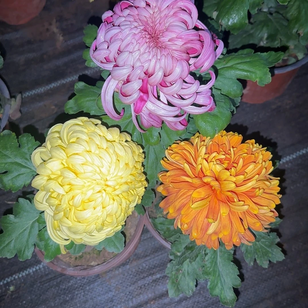 全部花朵D4444444444