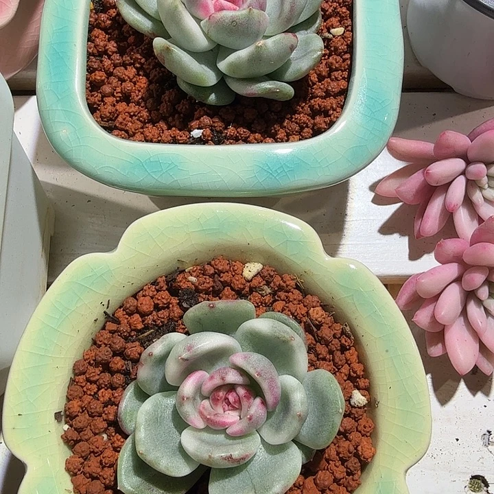 胖体黑玫瑰锦多肉植物