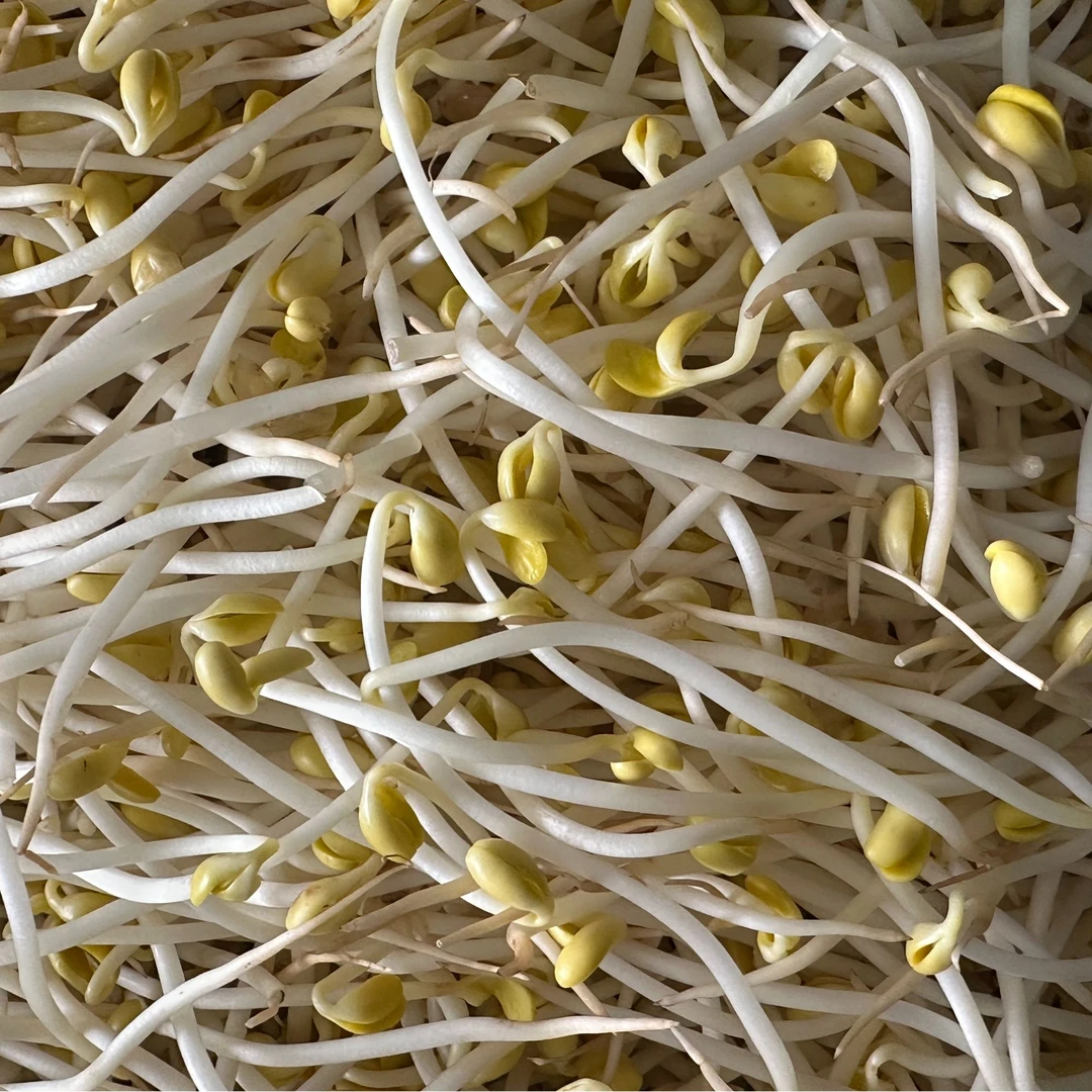 农家黄豆芽传统工艺呈现乡村味道