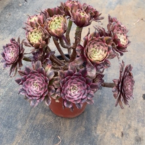 3多肉植物法师法师法师法师