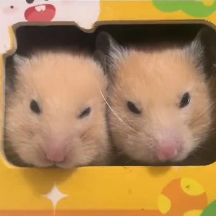 家养短毛温顺金丝熊，保温箱加冰袋