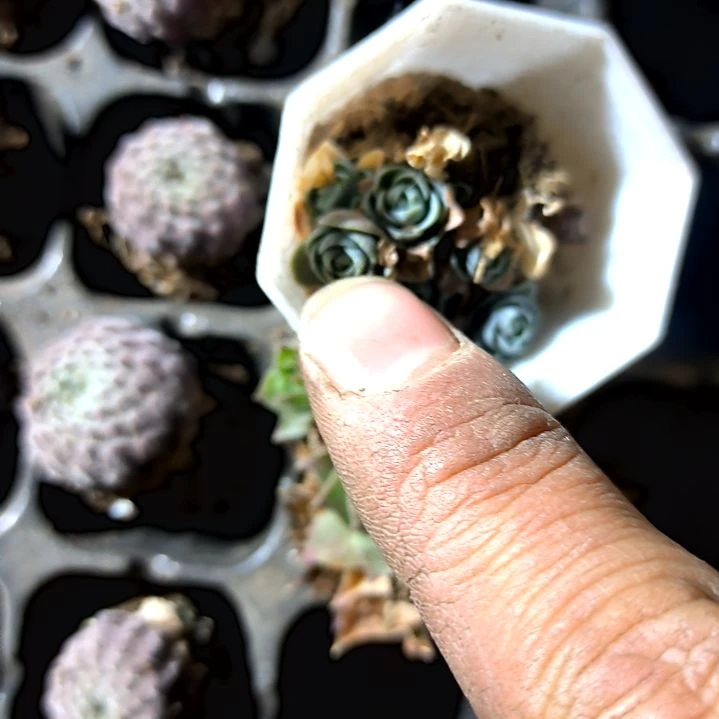 满6元包邮，子持莲华八角盆小巨小