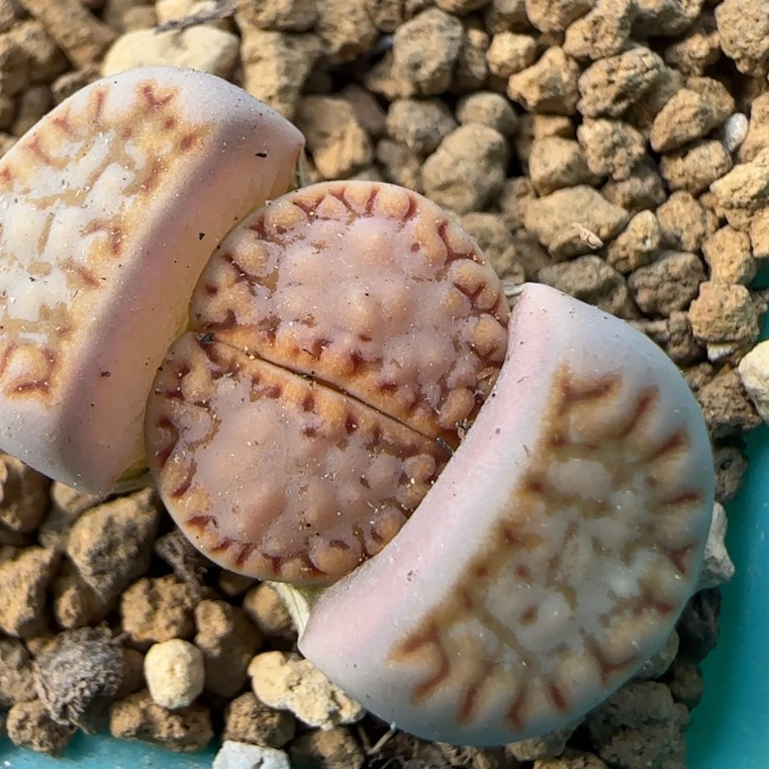 2。7。7012。.6饼干。