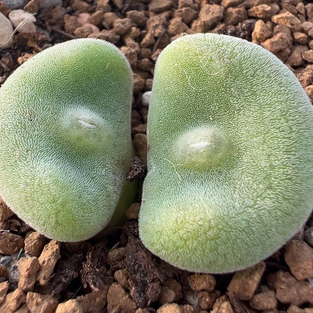 10年拆株紫毛饼多肉植物