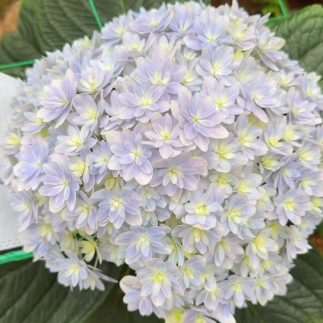 绣球切花一物一拍3枝起包邮，6