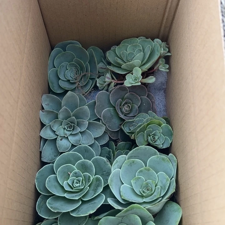 三碗006    十颗不同品种玫瑰组合