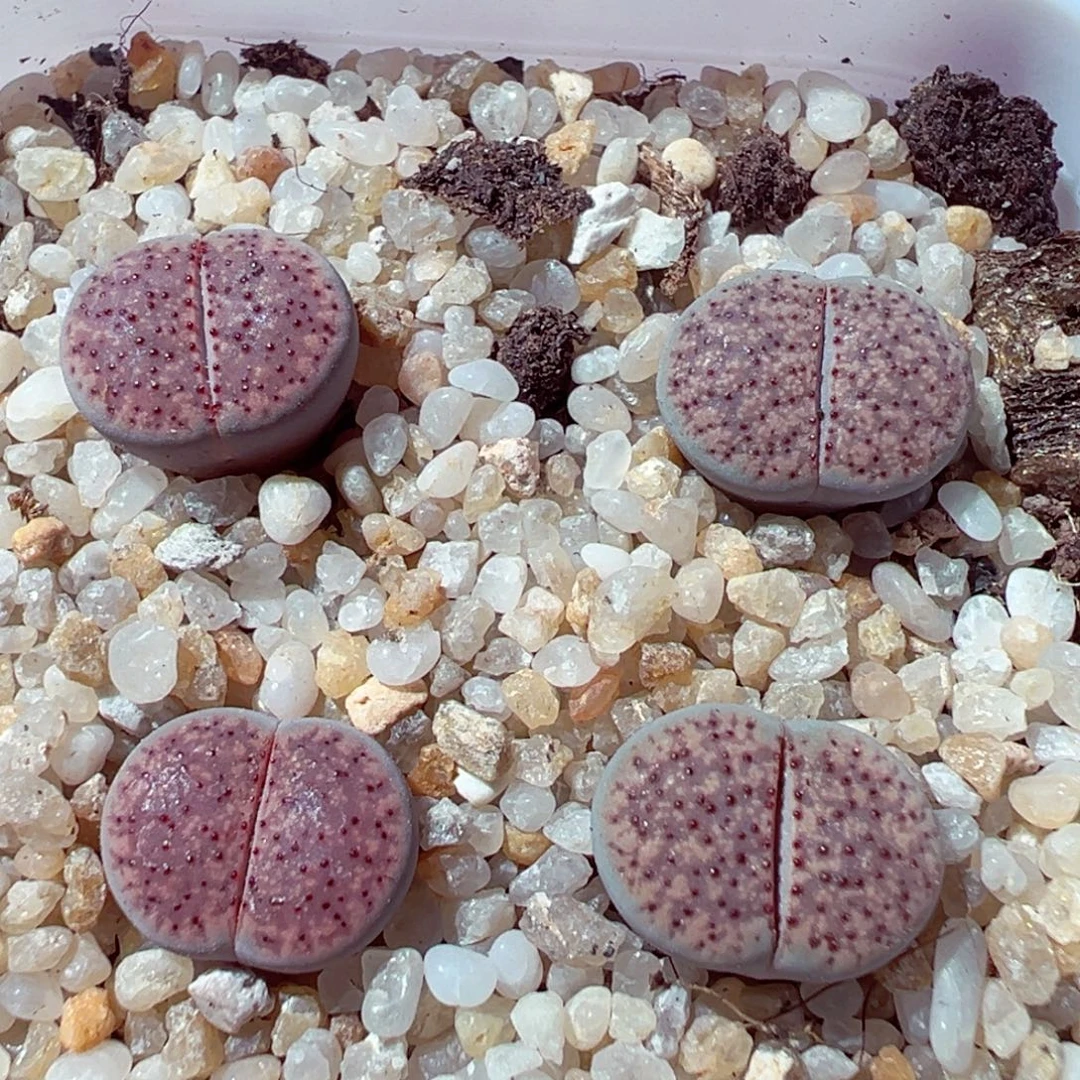 924-643多肉多肉血点朝贡