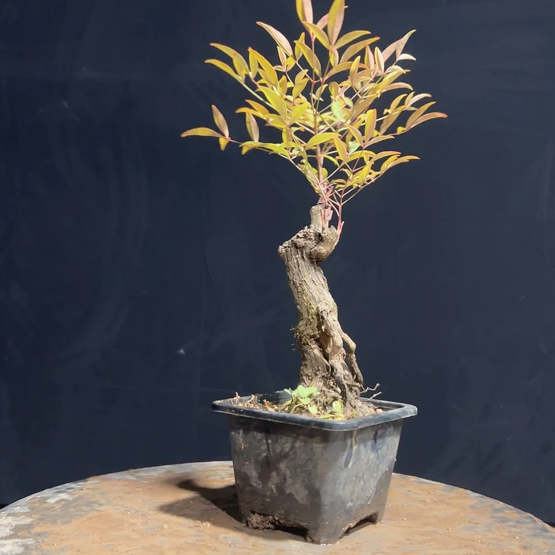 不开花植物D777777